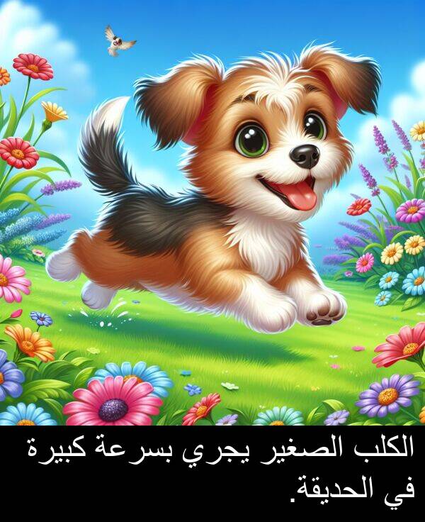 كبيرة: الكلب الصغير يجري بسرعة كبيرة في الحديقة.