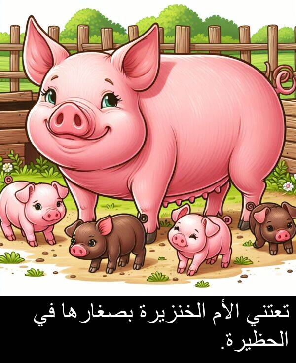 الأم: تعتني الأم الخنزيرة بصغارها في الحظيرة.