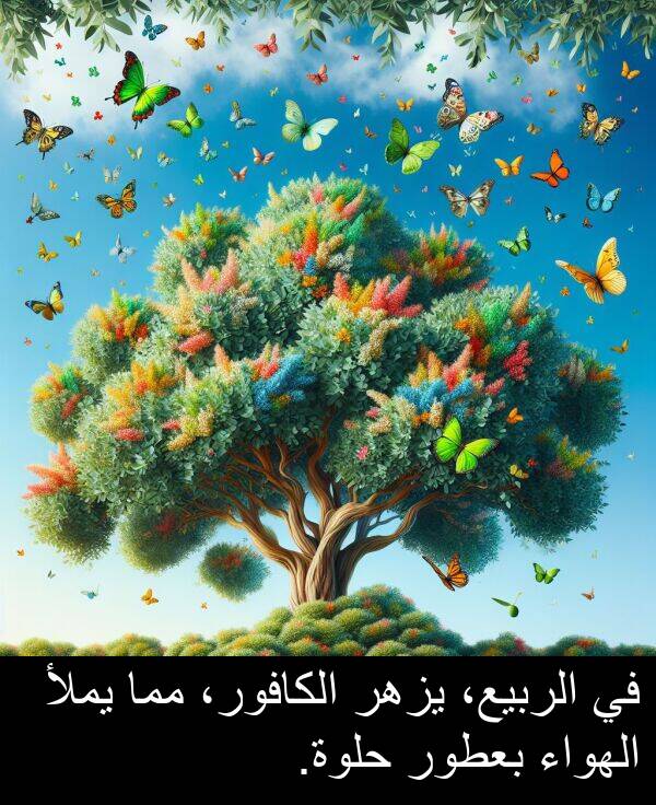 يزهر: في الربيع، يزهر الكافور، مما يملأ الهواء بعطور حلوة.