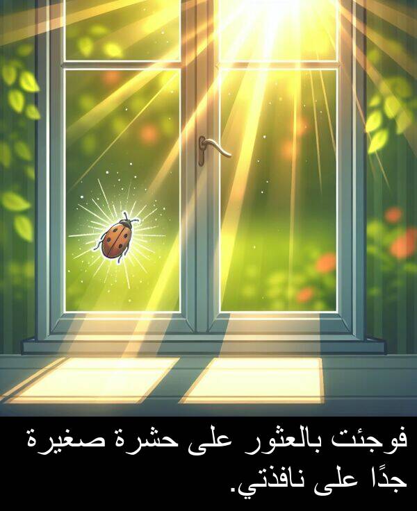 صغيرة: فوجئت بالعثور على حشرة صغيرة جدًا على نافذتي.