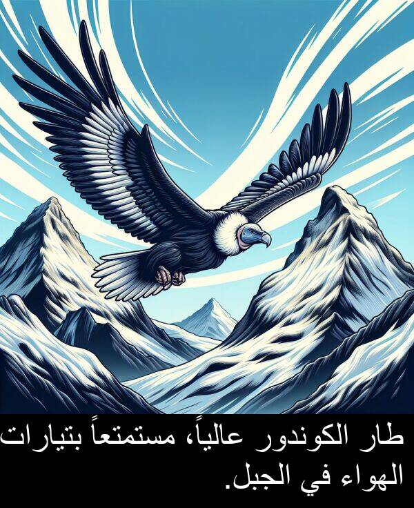 طار: طار الكوندور عالياً، مستمتعاً بتيارات الهواء في الجبل.