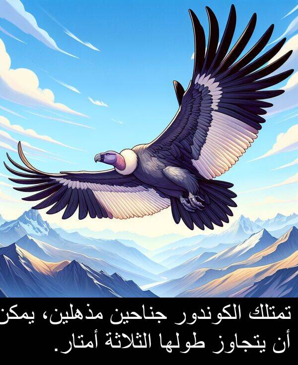 طولها: تمتلك الكوندور جناحين مذهلين، يمكن أن يتجاوز طولها الثلاثة أمتار.