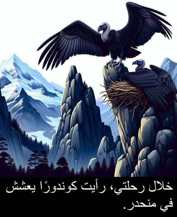 كوندورًا: خلال رحلتي، رأيت كوندورًا يعشش في منحدر.
