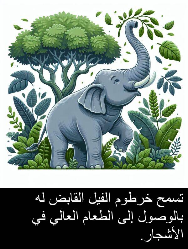 خرطوم: تسمح خرطوم الفيل القابض له بالوصول إلى الطعام العالي في الأشجار.