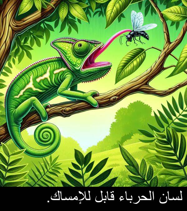 قابل: لسان الحرباء قابل للإمساك.
