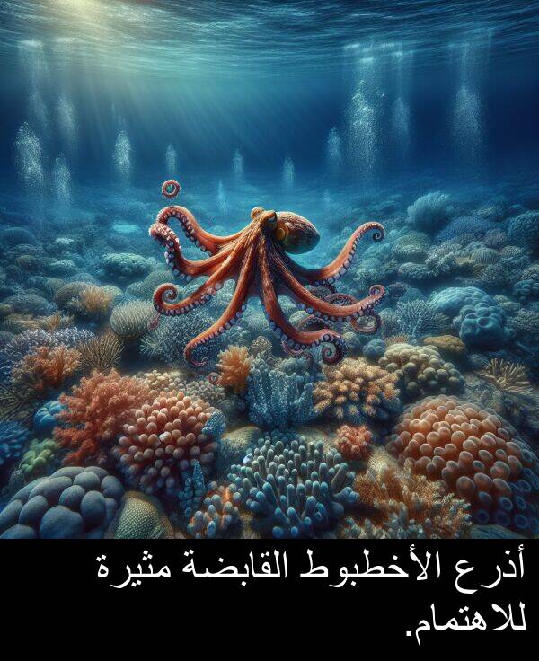 أذرع: أذرع الأخطبوط القابضة مثيرة للاهتمام.