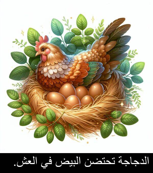 تحتضن: الدجاجة تحتضن البيض في العش.
