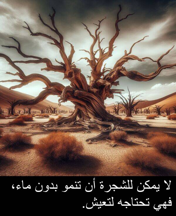 لتعيش: لا يمكن للشجرة أن تنمو بدون ماء، فهي تحتاجه لتعيش.