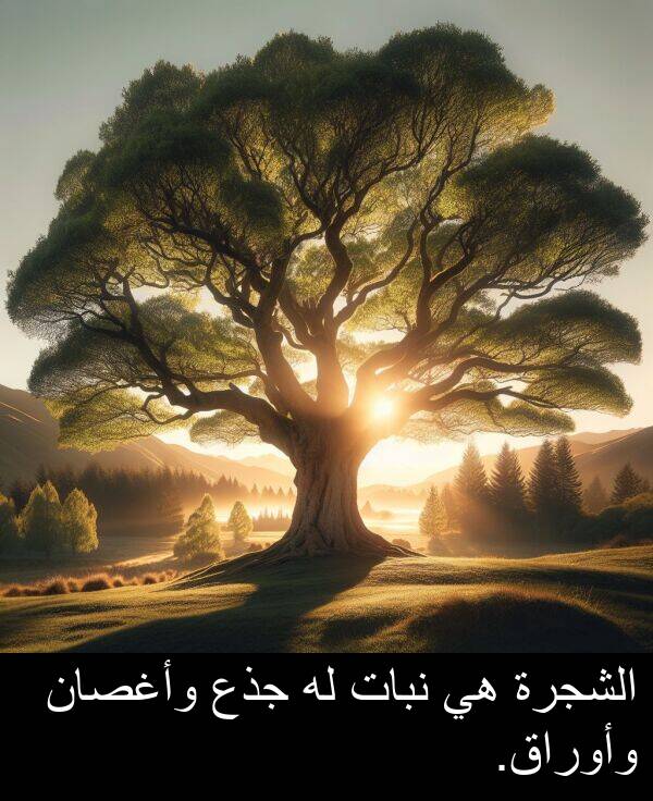 وأغصان: الشجرة هي نبات له جذع وأغصان وأوراق.