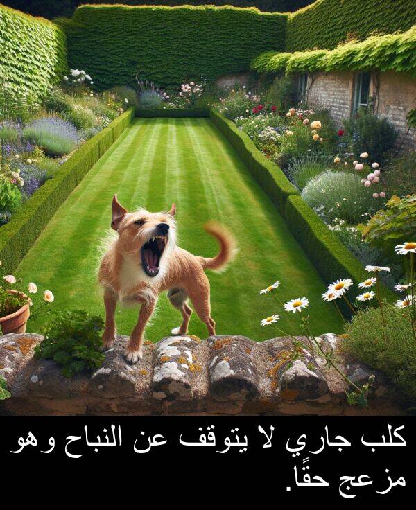 كلب: كلب جاري لا يتوقف عن النباح وهو مزعج حقًا.