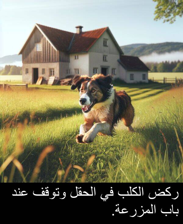 ركض: ركض الكلب في الحقل وتوقف عند باب المزرعة.