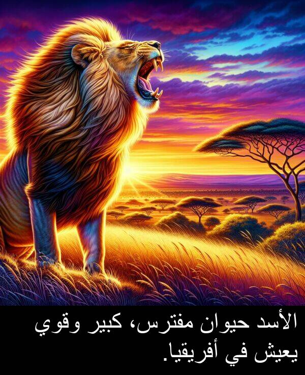 كبير: الأسد حيوان مفترس، كبير وقوي يعيش في أفريقيا.