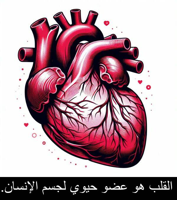 لجسم: القلب هو عضو حيوي لجسم الإنسان.