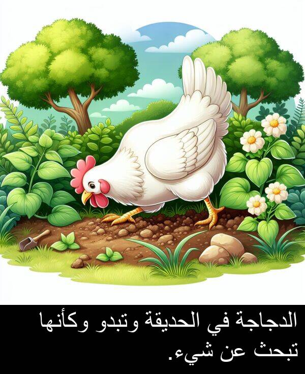 شيء: الدجاجة في الحديقة وتبدو وكأنها تبحث عن شيء.