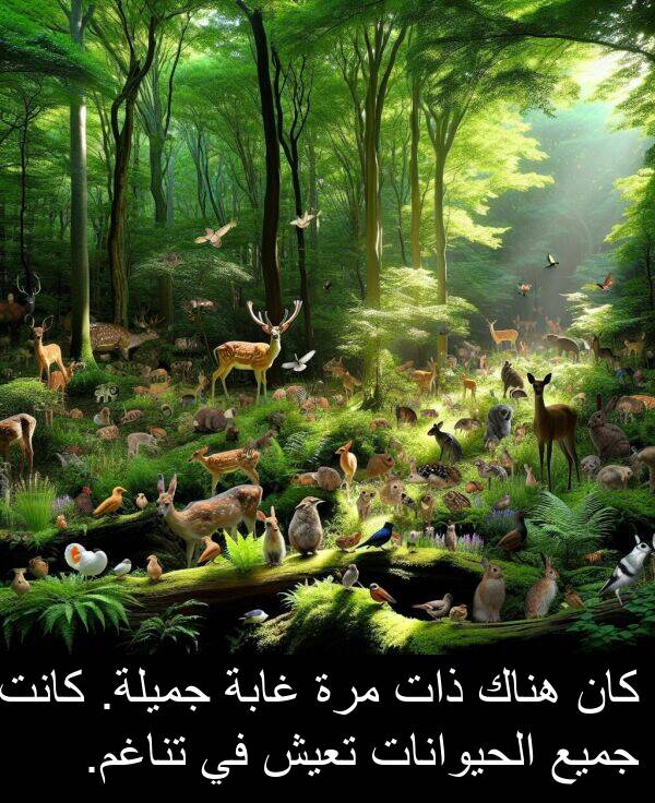 ذات: كان هناك ذات مرة غابة جميلة. كانت جميع الحيوانات تعيش في تناغم.