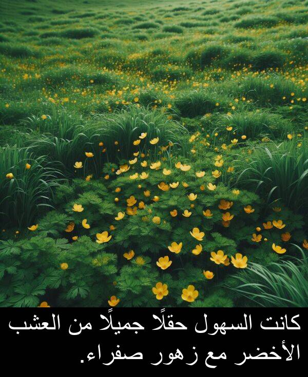 صفراء: كانت السهول حقلًا جميلًا من العشب الأخضر مع زهور صفراء.