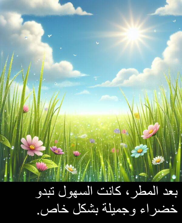 خاص: بعد المطر، كانت السهول تبدو خضراء وجميلة بشكل خاص.