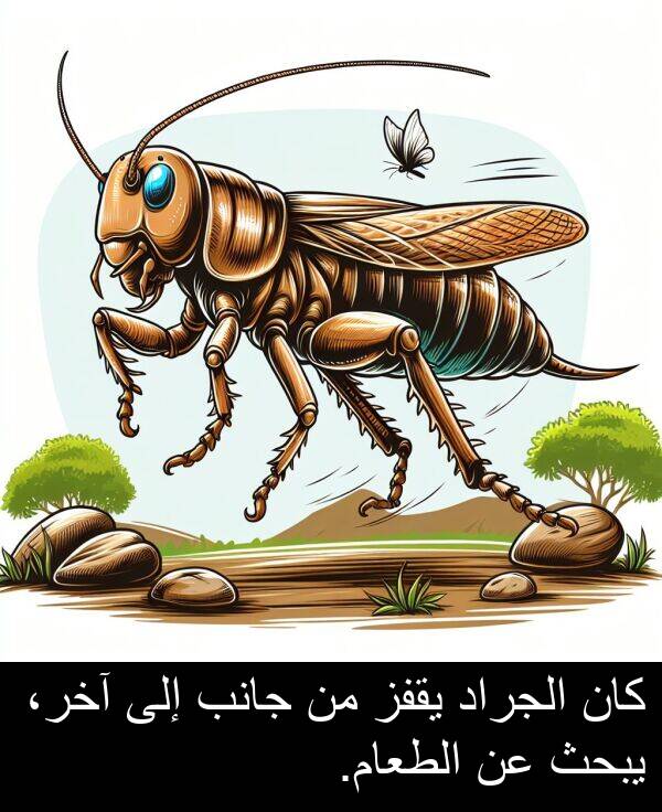 آخر،: كان الجراد يقفز من جانب إلى آخر، يبحث عن الطعام.