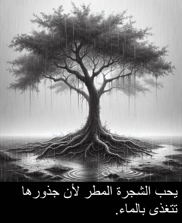 يحب: يحب الشجرة المطر لأن جذورها تتغذى بالماء.