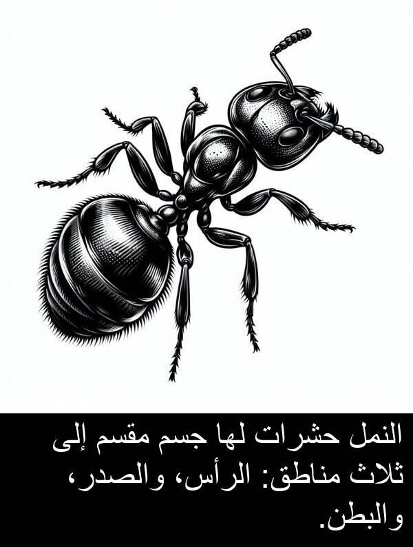 والبطن: النمل حشرات لها جسم مقسم إلى ثلاث مناطق: الرأس، والصدر، والبطن.