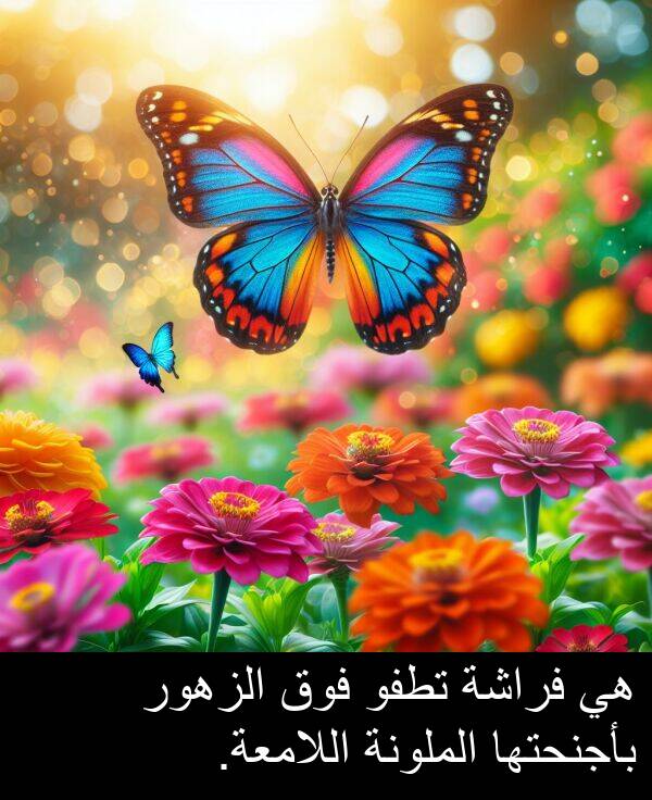 بأجنحتها: هي فراشة تطفو فوق الزهور بأجنحتها الملونة اللامعة.