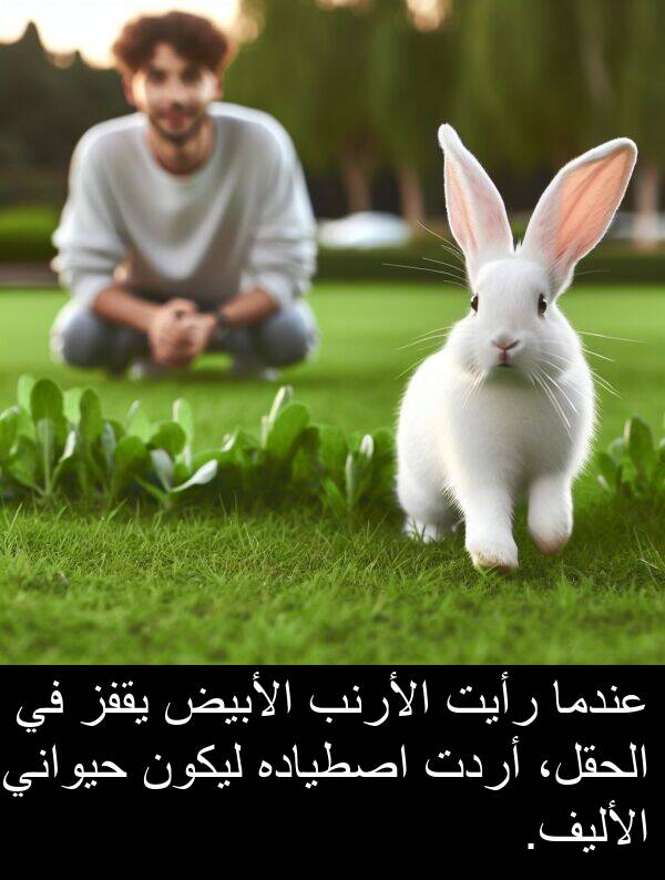 أردت: عندما رأيت الأرنب الأبيض يقفز في الحقل، أردت اصطياده ليكون حيواني الأليف.