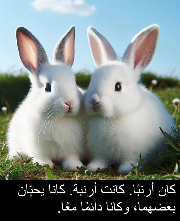 يحبّان: كان أرنبًا. كانت أرنبة. كانا يحبّان بعضهما، وكانا دائمًا معًا.