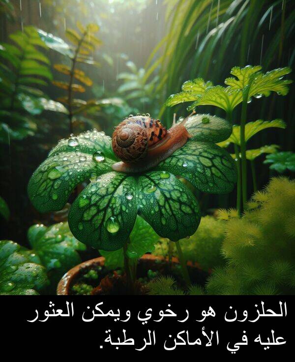 عليه: الحلزون هو رخوي ويمكن العثور عليه في الأماكن الرطبة.