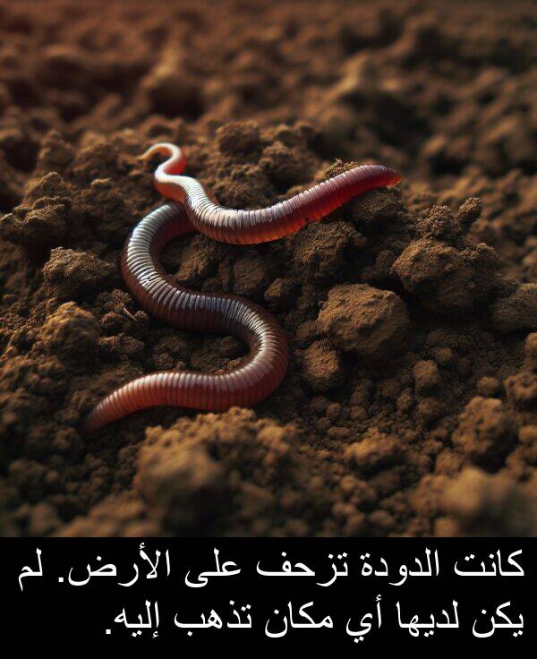 إليه: كانت الدودة تزحف على الأرض. لم يكن لديها أي مكان تذهب إليه.