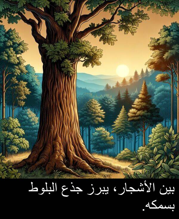 جذع: بين الأشجار، يبرز جذع البلوط بسمكه.