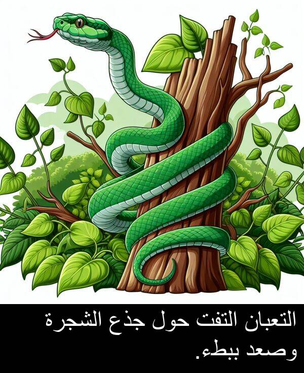 جذع: التعبان التفت حول جذع الشجرة وصعد ببطء.
