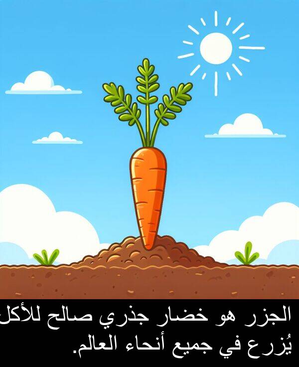 صالح: الجزر هو خضار جذري صالح للأكل يُزرع في جميع أنحاء العالم.