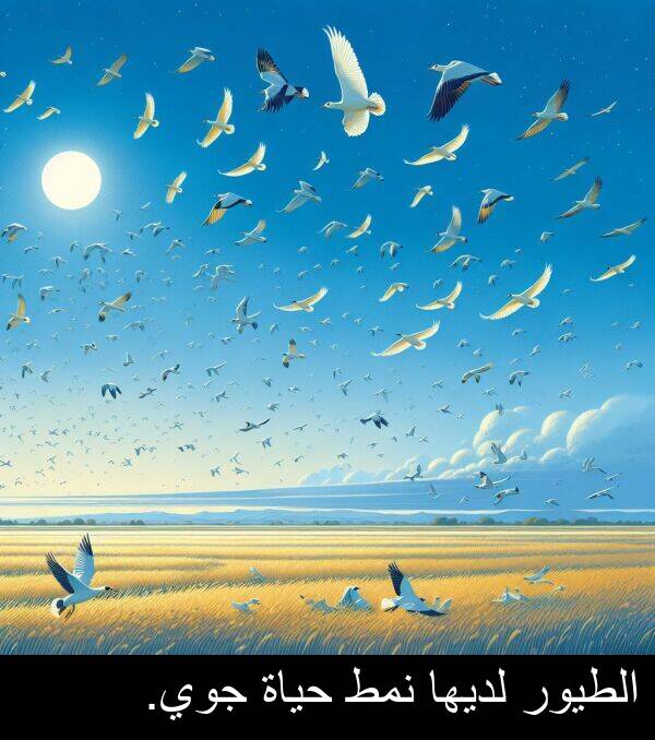 لديها: الطيور لديها نمط حياة جوي.