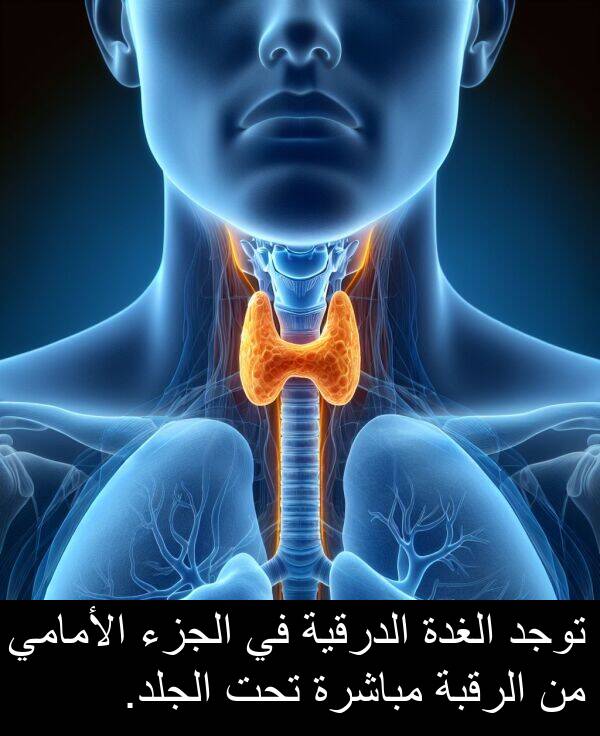 تحت: توجد الغدة الدرقية في الجزء الأمامي من الرقبة مباشرة تحت الجلد.