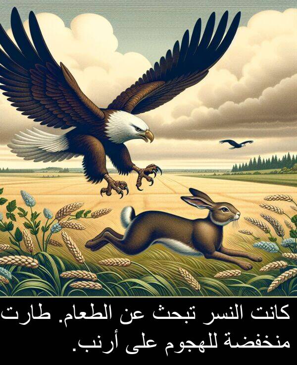 أرنب: كانت النسر تبحث عن الطعام. طارت منخفضة للهجوم على أرنب.