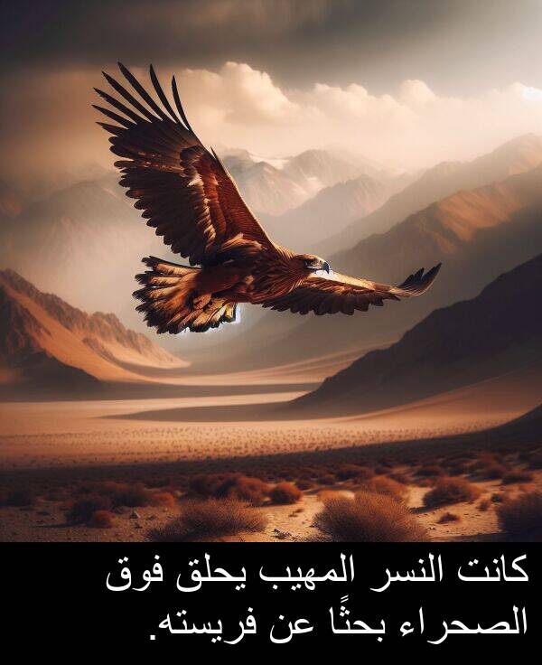 يحلق: كانت النسر المهيب يحلق فوق الصحراء بحثًا عن فريسته.