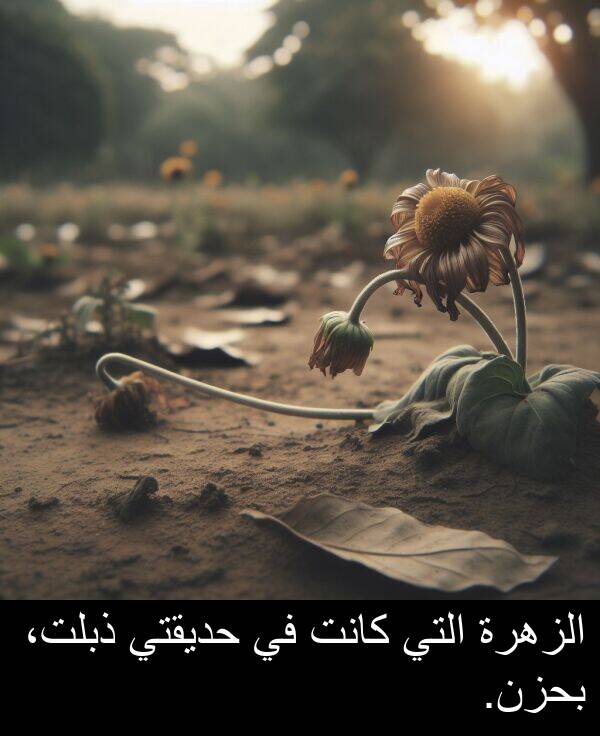 ذبلت،: الزهرة التي كانت في حديقتي ذبلت، بحزن.