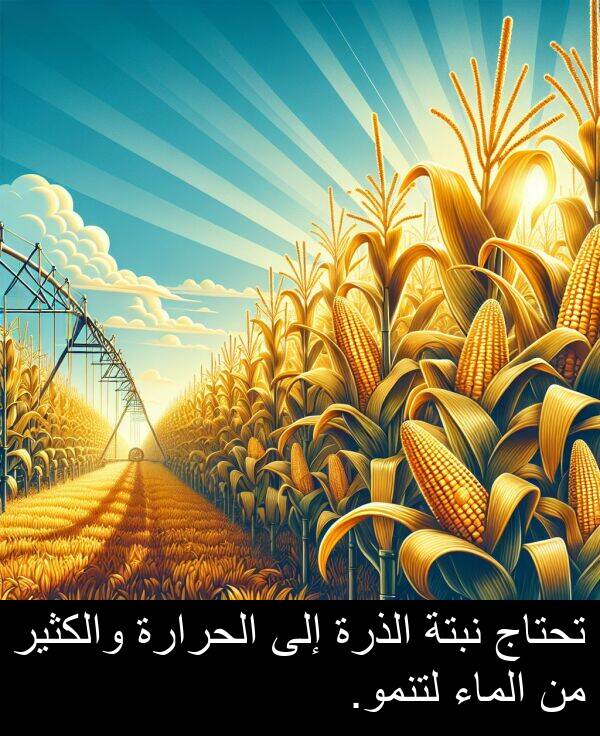 لتنمو: تحتاج نبتة الذرة إلى الحرارة والكثير من الماء لتنمو.