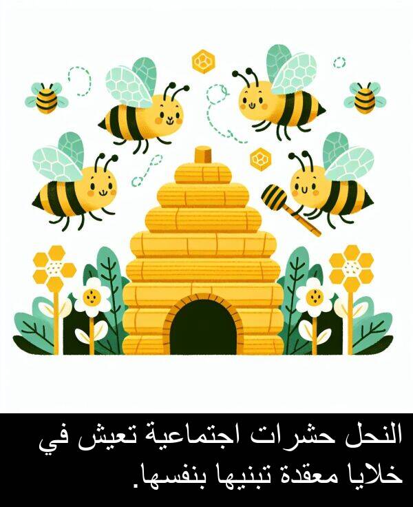 خلايا: النحل حشرات اجتماعية تعيش في خلايا معقدة تبنيها بنفسها.