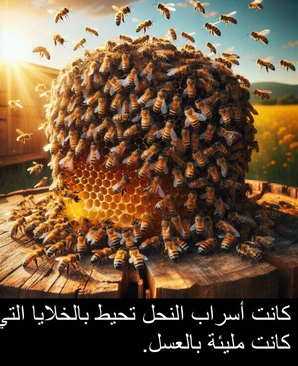 بالخلايا: كانت أسراب النحل تحيط بالخلايا التي كانت مليئة بالعسل.