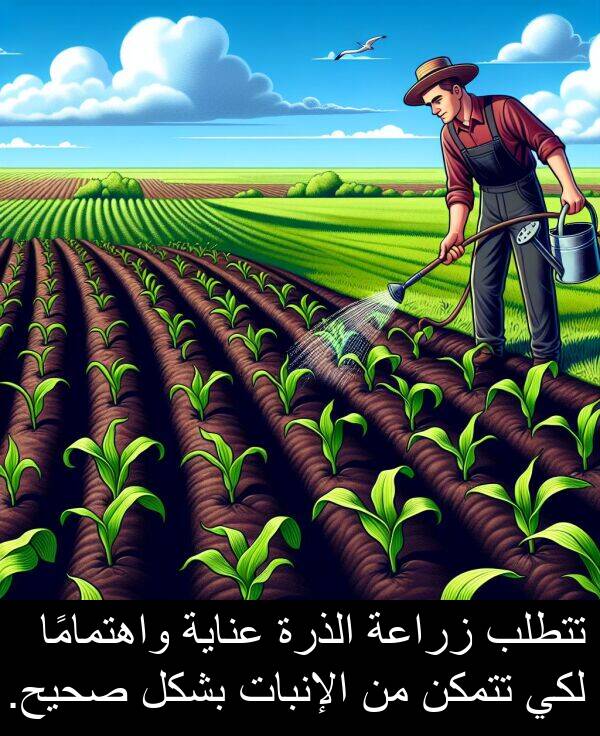 صحيح: تتطلب زراعة الذرة عناية واهتمامًا لكي تتمكن من الإنبات بشكل صحيح.