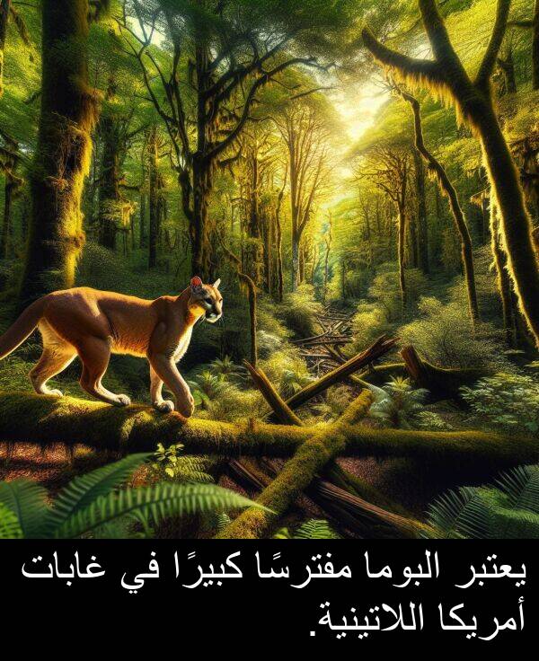 غابات: يعتبر البوما مفترسًا كبيرًا في غابات أمريكا اللاتينية.