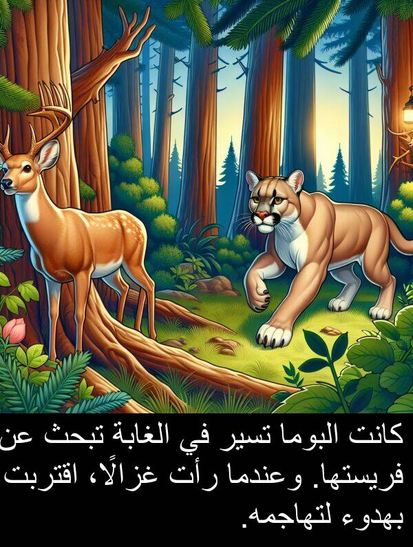 لتهاجمه: كانت البوما تسير في الغابة تبحث عن فريستها. وعندما رأت غزالًا، اقتربت بهدوء لتهاجمه.
