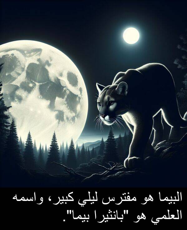 واسمه: البيما هو مفترس ليلي كبير، واسمه العلمي هو "بانثيرا بيما".