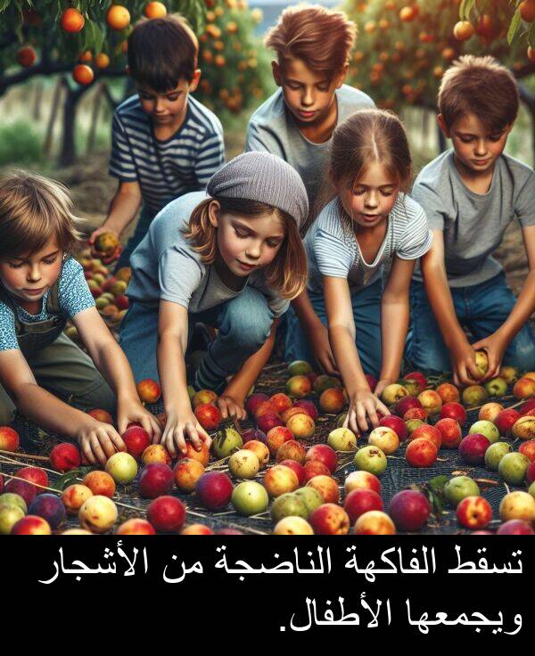 الأطفال: تسقط الفاكهة الناضجة من الأشجار ويجمعها الأطفال.