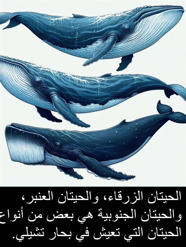 أنواع: الحيتان الزرقاء، والحيتان العنبر، والحيتان الجنوبية هي بعض من أنواع الحيتان التي تعيش في بحار تشيلي.
