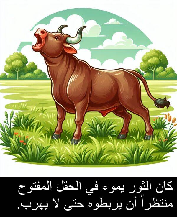 يربطوه: كان الثور يموء في الحقل المفتوح منتظراً أن يربطوه حتى لا يهرب.