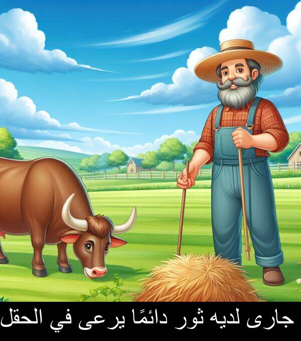 لديه: جارى لديه ثور دائمًا يرعى في الحقل.