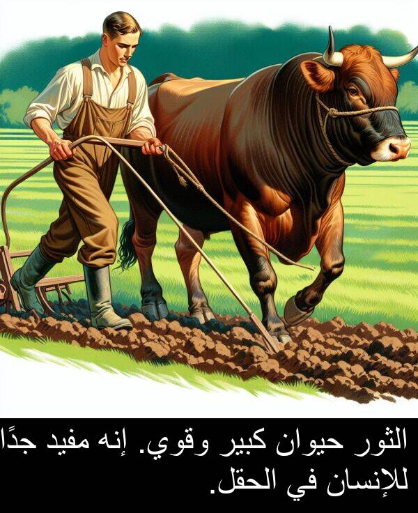 كبير: الثور حيوان كبير وقوي. إنه مفيد جدًا للإنسان في الحقل.