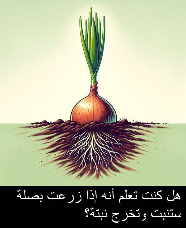 كنت: هل كنت تعلم أنه إذا زرعت بصلة ستنبت وتخرج نبتة؟